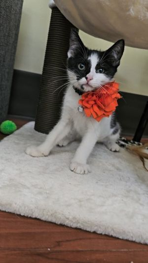 Meet Andronico Our adorable tuxedo girl kitten just about 3 months old Shes the sweetest little 