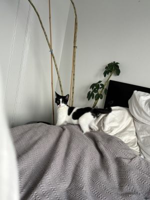 Meet Andronico Our adorable tuxedo girl kitten just about 3 months old Shes the sweetest little 