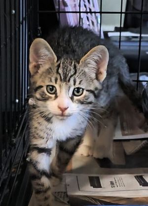 blue plaid brn tabby male All catskittens will be spayedneutered unless spayneuter contract is si