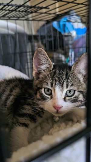 red plaid brown tabby white All catskittens will be spayedneutered unless spayneuter contract is 