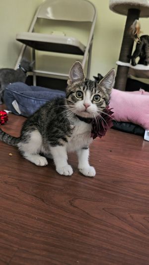 Meet my adorable female tabby girlsuper sweet confident and endlessly curious She loves exploring