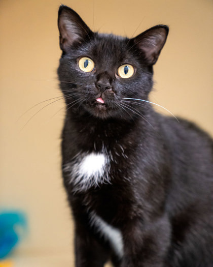 May, an adoptable Domestic Short Hair in Pequot Lakes, MN, 56472 | Photo Image 1