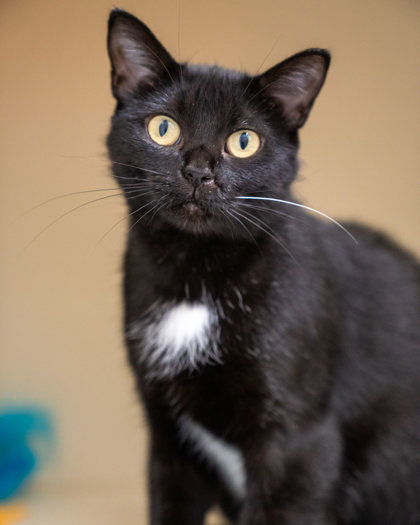 May, an adoptable Domestic Short Hair in Pequot Lakes, MN, 56472 | Photo Image 2