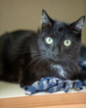 Sami, Adult Female Domestic Short Hair