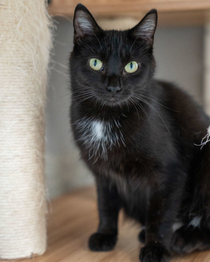Sami, an adoptable Domestic Short Hair in Pequot Lakes, MN, 56472 | Photo Image 1