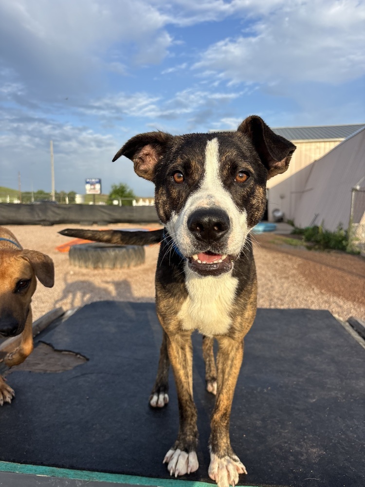 Cactus, an adoptable Mixed Breed in Rapid City, SD, 57702 | Photo Image 1