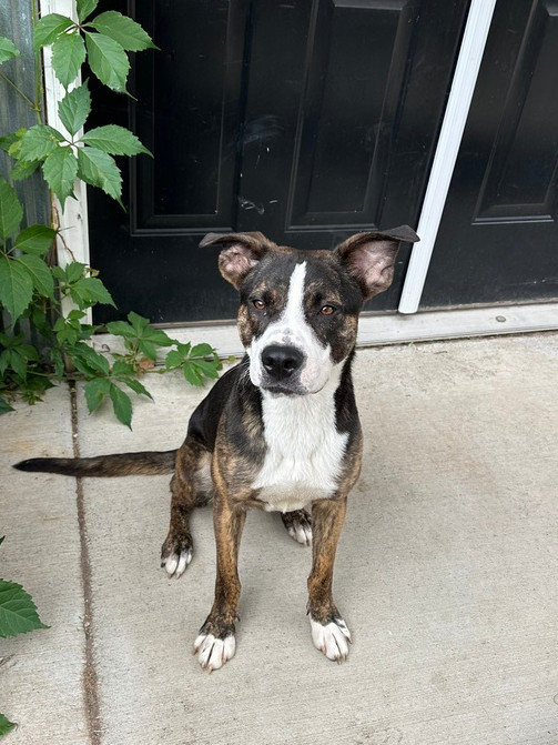 Cactus, an adoptable Mixed Breed in Rapid City, SD, 57702 | Photo Image 1