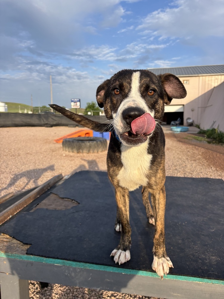 Cactus, an adoptable Mixed Breed in Rapid City, SD, 57702 | Photo Image 2