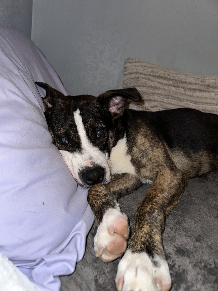Cactus, an adoptable Mixed Breed in Rapid City, SD, 57702 | Photo Image 2