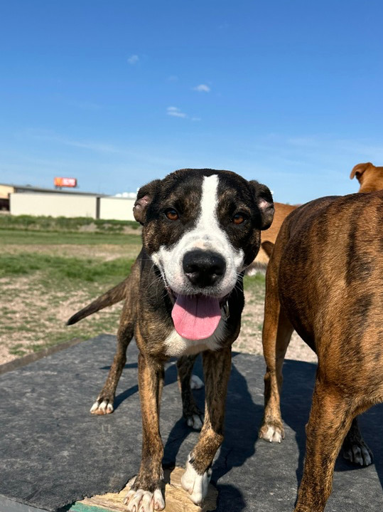 Cactus, an adoptable Mixed Breed in Rapid City, SD, 57702 | Photo Image 3