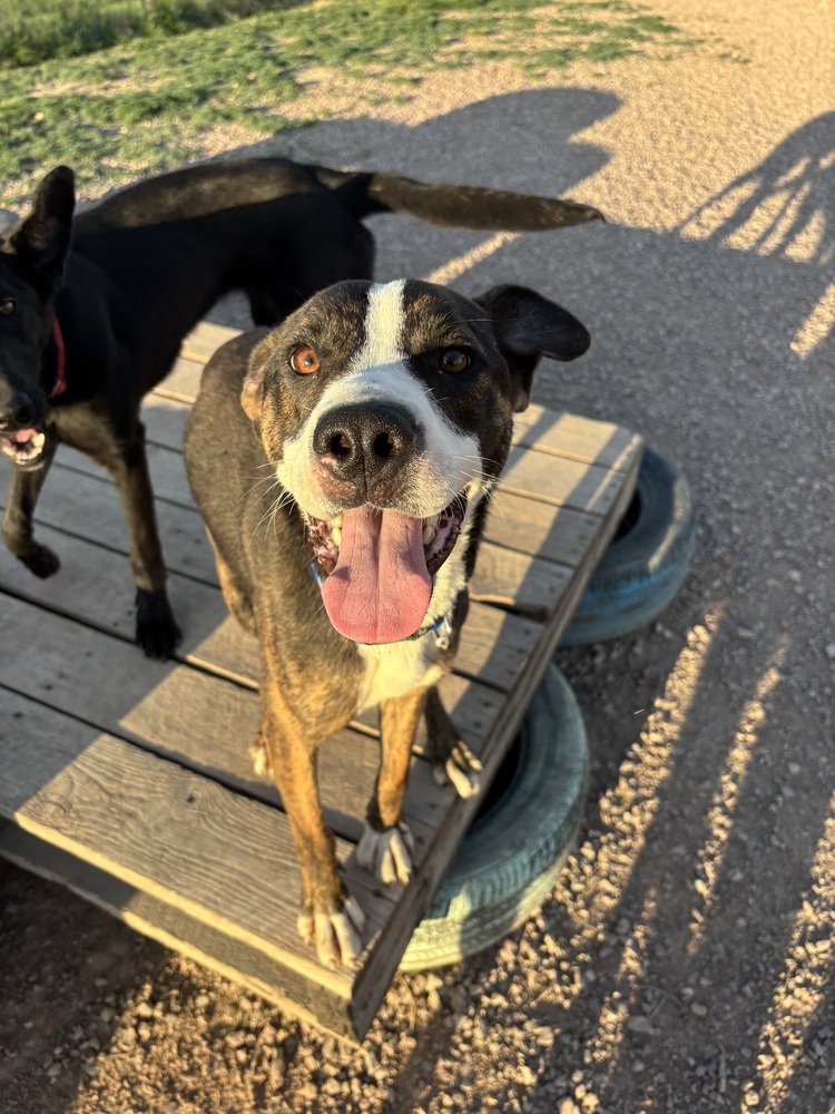Cactus, an adoptable Mixed Breed in Rapid City, SD, 57702 | Photo Image 5