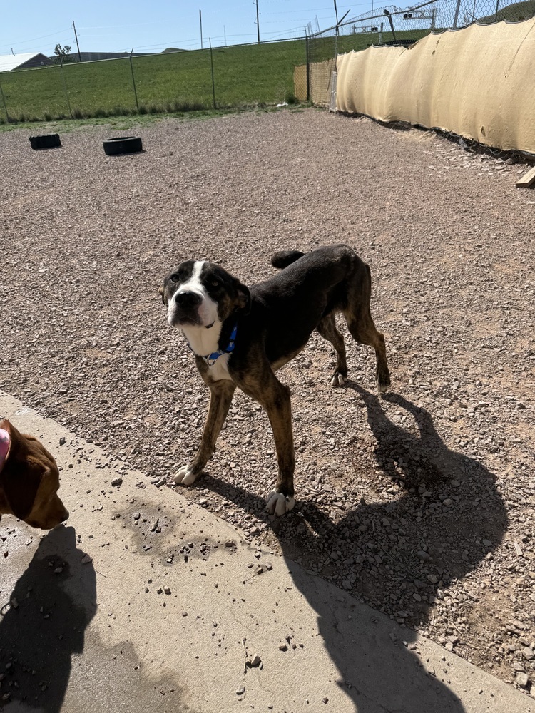 Cactus, an adoptable Mixed Breed in Rapid City, SD, 57702 | Photo Image 6