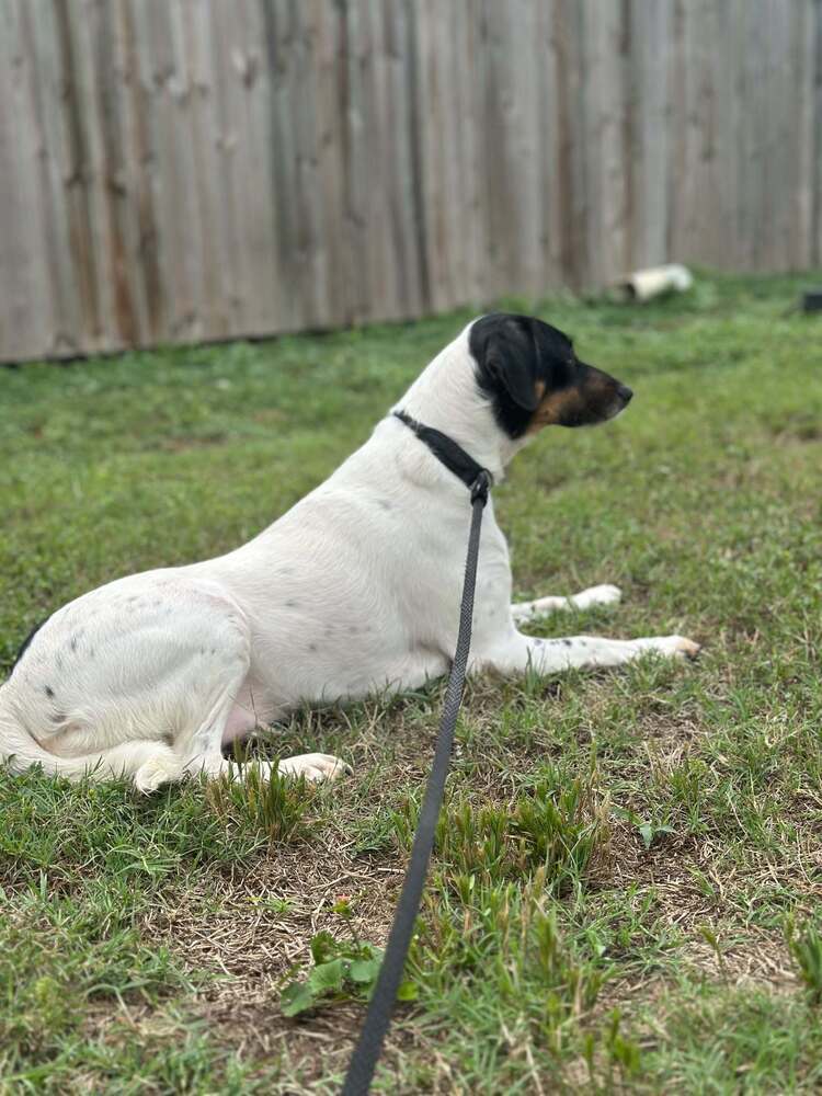 Gigi