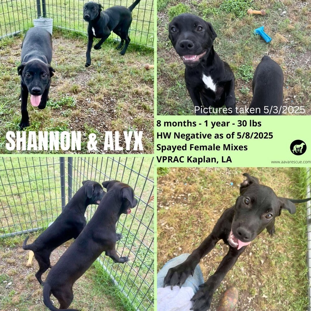 Alyx