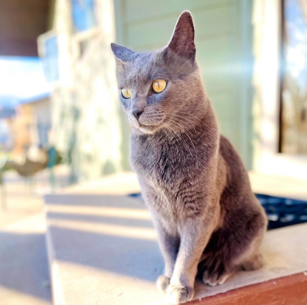 Wick, an adoptable Domestic Short Hair, Russian Blue in Aurora, CO, 80016 | Photo Image 1