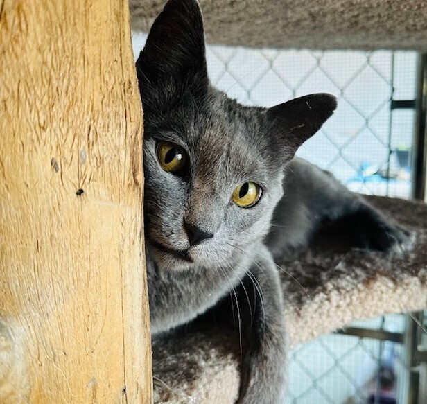 Wick, an adoptable Domestic Short Hair, Russian Blue in Aurora, CO, 80016 | Photo Image 2