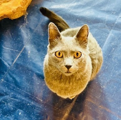 Wick, an adoptable Domestic Short Hair, Russian Blue in Aurora, CO, 80016 | Photo Image 3