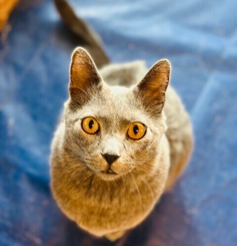 Wick, an adoptable Domestic Short Hair, Russian Blue in Aurora, CO, 80016 | Photo Image 4