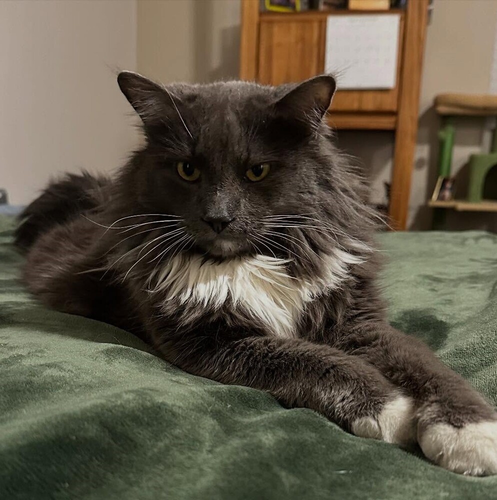 Lucy, an adoptable Domestic Long Hair in Aurora, CO, 80016 | Photo Image 1