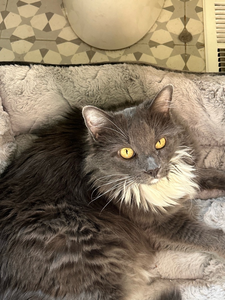 Lucy, an adoptable Domestic Long Hair in Aurora, CO, 80016 | Photo Image 2