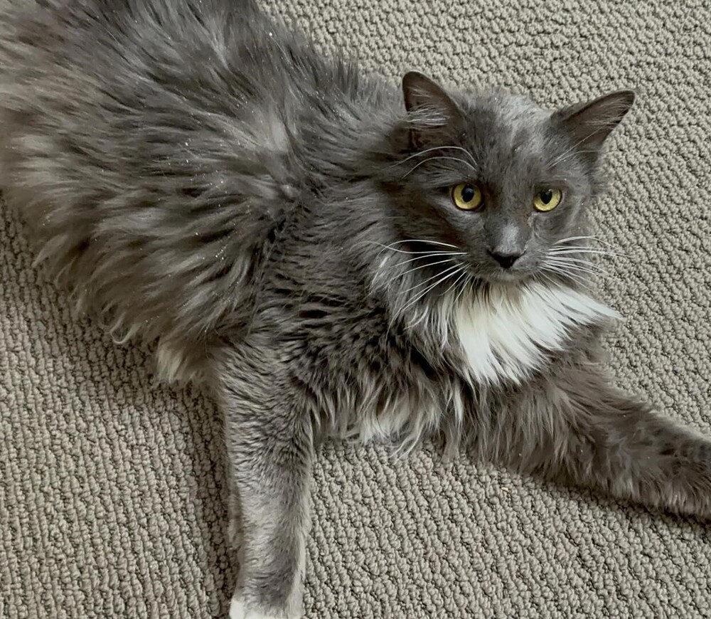 Lucy, an adoptable Domestic Long Hair in Aurora, CO, 80016 | Photo Image 3