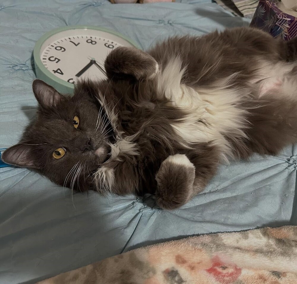 Lucy, an adoptable Domestic Long Hair in Aurora, CO, 80016 | Photo Image 4