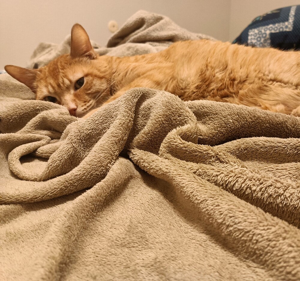 Felix, an adoptable Domestic Short Hair in Aurora, CO, 80016 | Photo Image 1