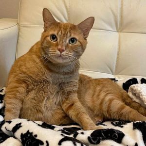 Felix, Adult Male Domestic Short Hair