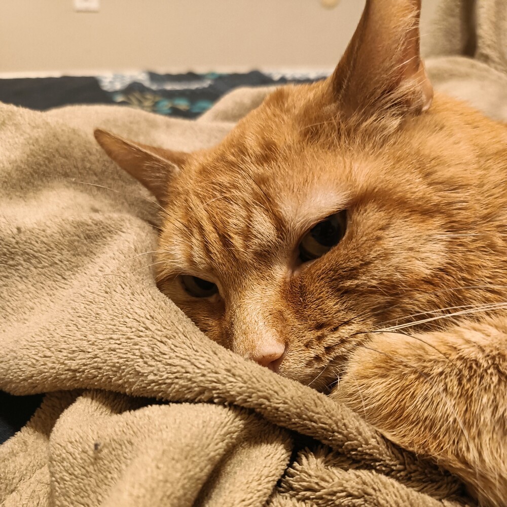 Felix, an adoptable Domestic Short Hair in Aurora, CO, 80016 | Photo Image 2