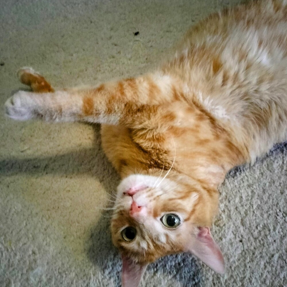 Felix, an adoptable Domestic Short Hair in Aurora, CO, 80016 | Photo Image 4
