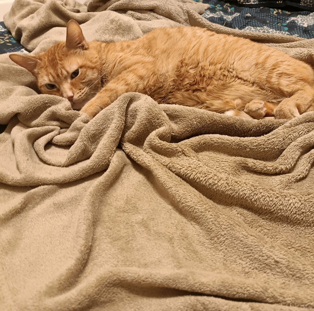 Felix, an adoptable Domestic Short Hair in Aurora, CO, 80016 | Photo Image 5