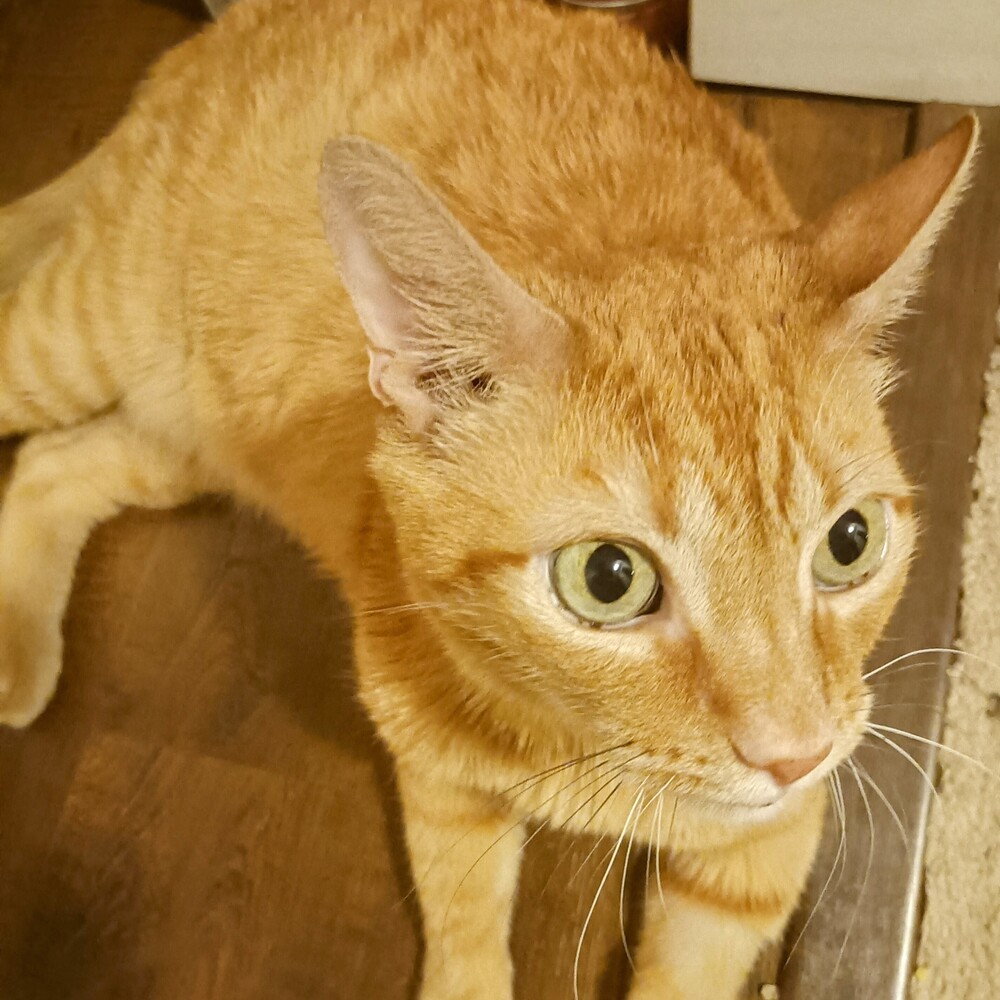 Felix, an adoptable Domestic Short Hair in Aurora, CO, 80016 | Photo Image 5