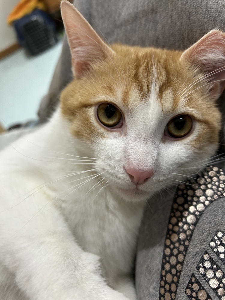 Louie, an adoptable Domestic Short Hair in Aurora, CO, 80016 | Photo Image 1