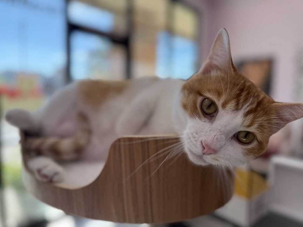 Louie, an adoptable Domestic Short Hair in Aurora, CO, 80016 | Photo Image 1