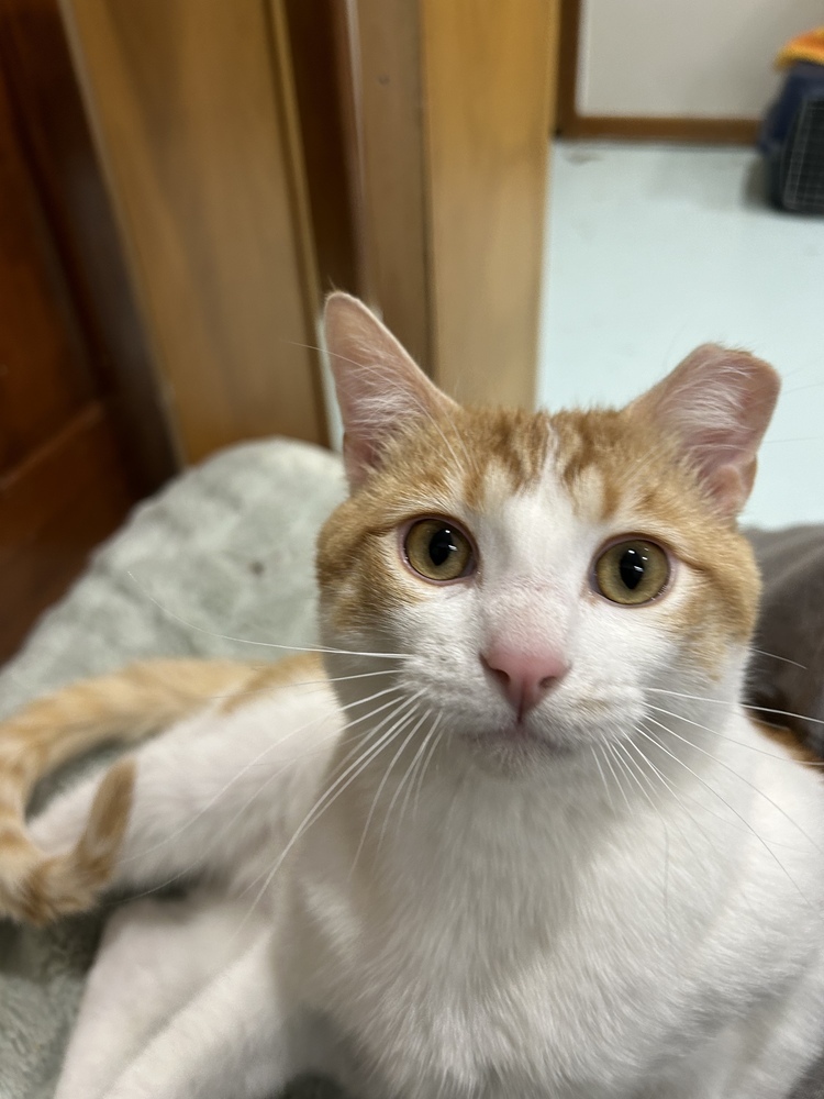 Louie, an adoptable Domestic Short Hair in Aurora, CO, 80016 | Photo Image 2