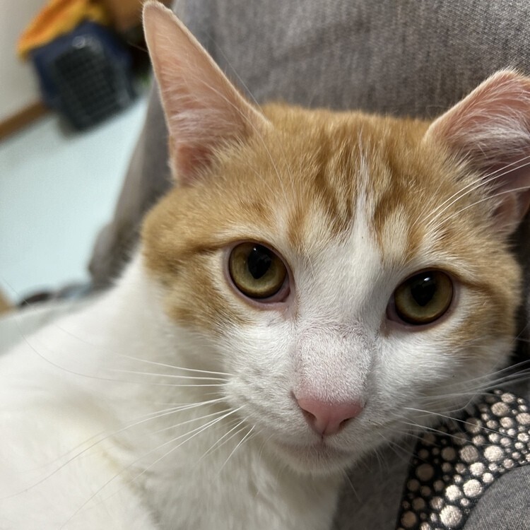 Louie, an adoptable Domestic Short Hair in Aurora, CO, 80016 | Photo Image 2