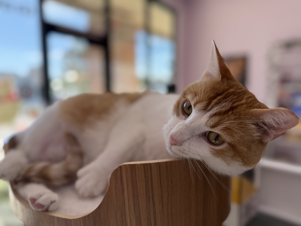 Louie, an adoptable Domestic Short Hair in Aurora, CO, 80016 | Photo Image 2