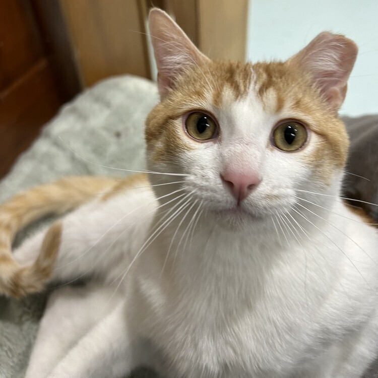 Louie, an adoptable Domestic Short Hair in Aurora, CO, 80016 | Photo Image 3