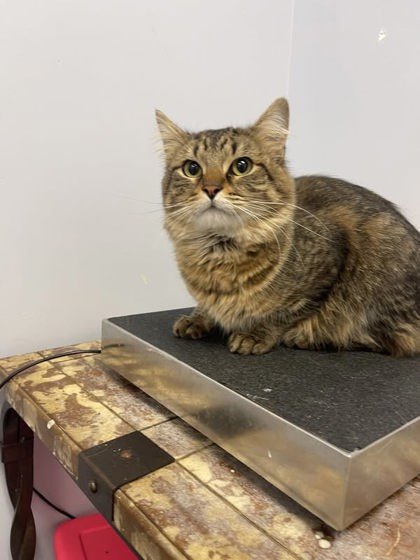 Ozzy, an adoptable Domestic Medium Hair, Domestic Short Hair in Gwinn, MI, 49841 | Photo Image 1