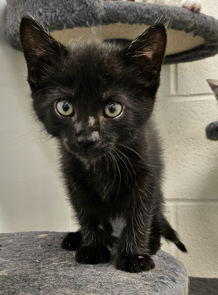 Black Bean