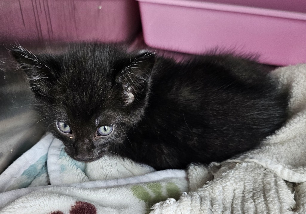 Black Bean
