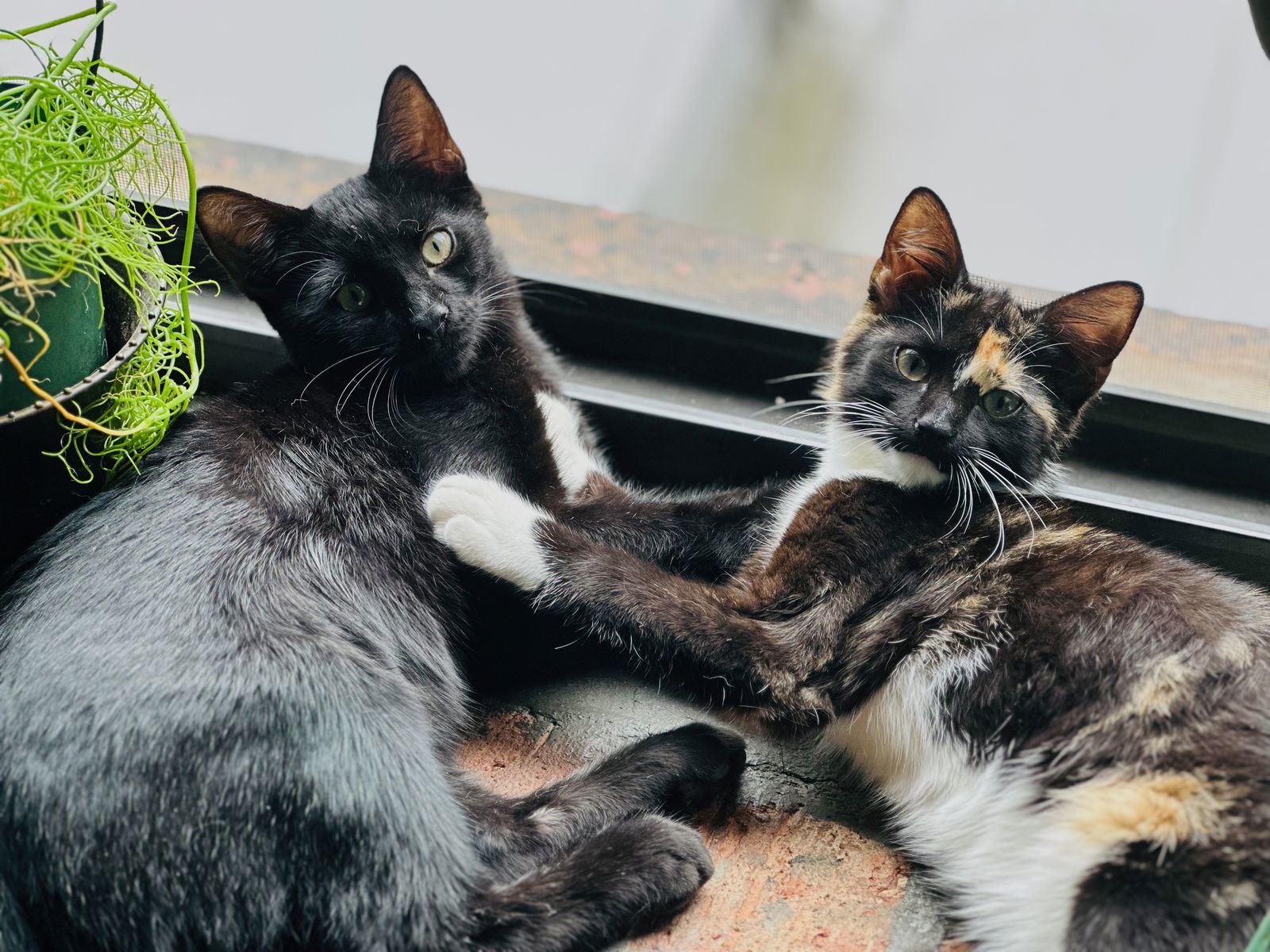 Flower Kittens: Iris and Daisy
