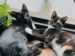 Flower Kittens: Iris and Daisy, Baby Female Domestic Short Hair