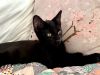 Flower Kittens: Iris and Daisy photo 2