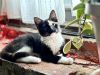 Flower Kittens: Iris and Daisy photo 3