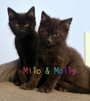 PLAYFUL KITTEN FRIENDS, Baby Male Domestic Medium Hair