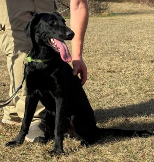 Please contact ADOPTION adoptdoggieharmonyorg for more information about this petVibrant intel