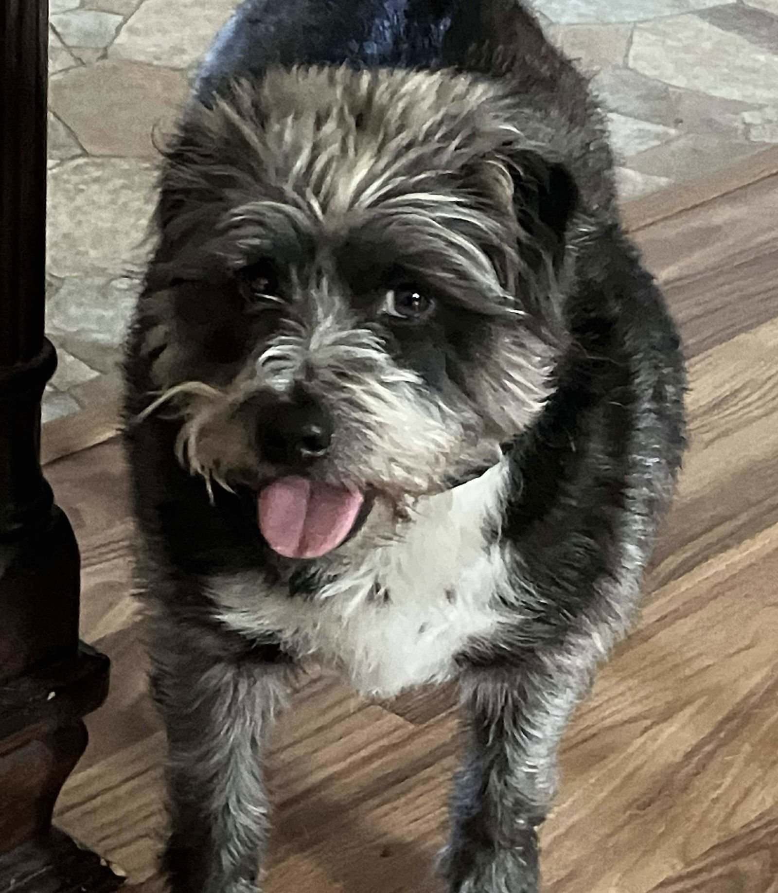 Sammie: Not at the shelter (Glenn)