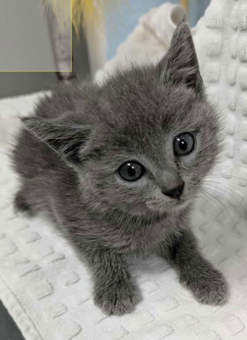 Cinder: At shelter