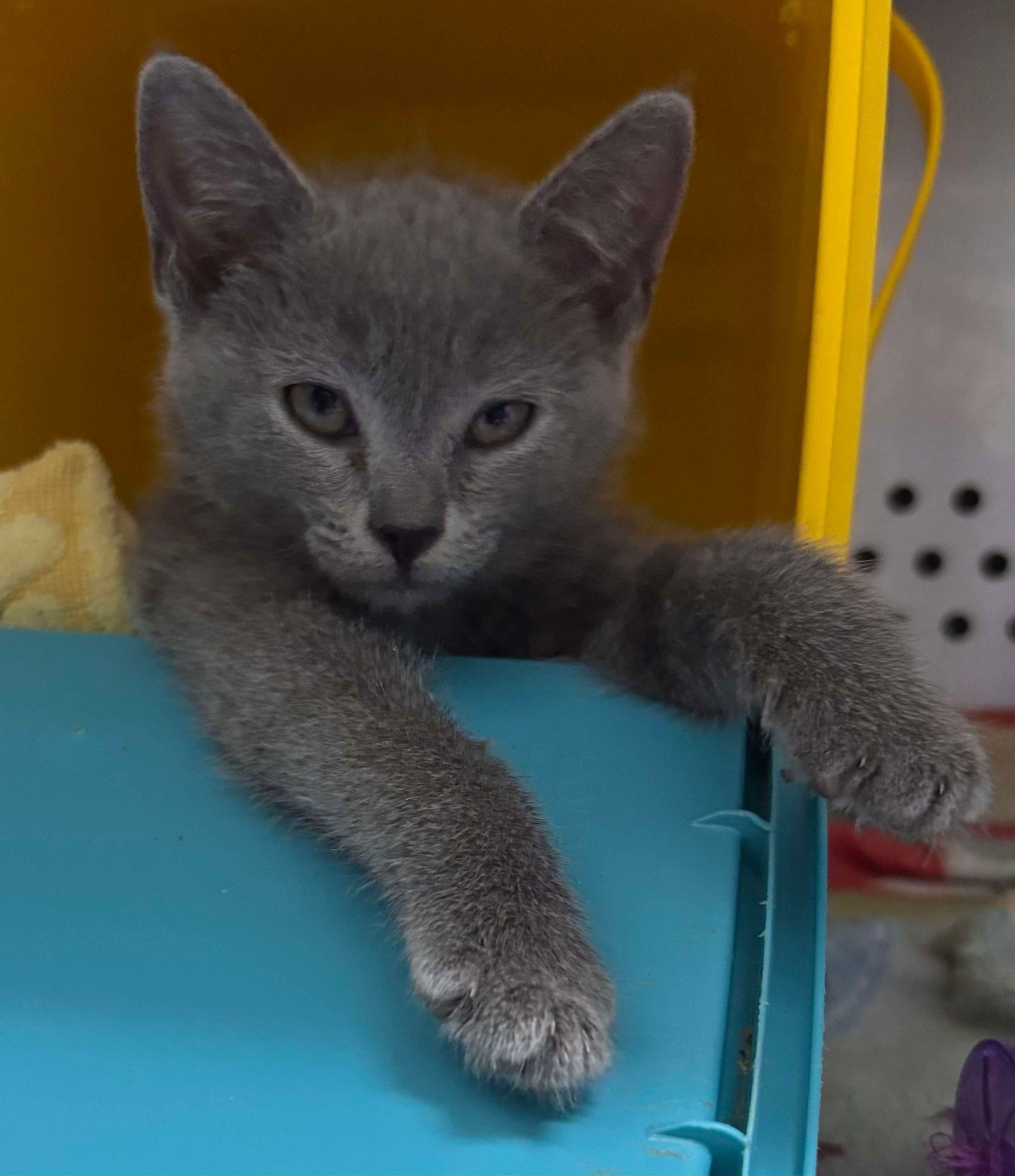 Cinder: At shelter
